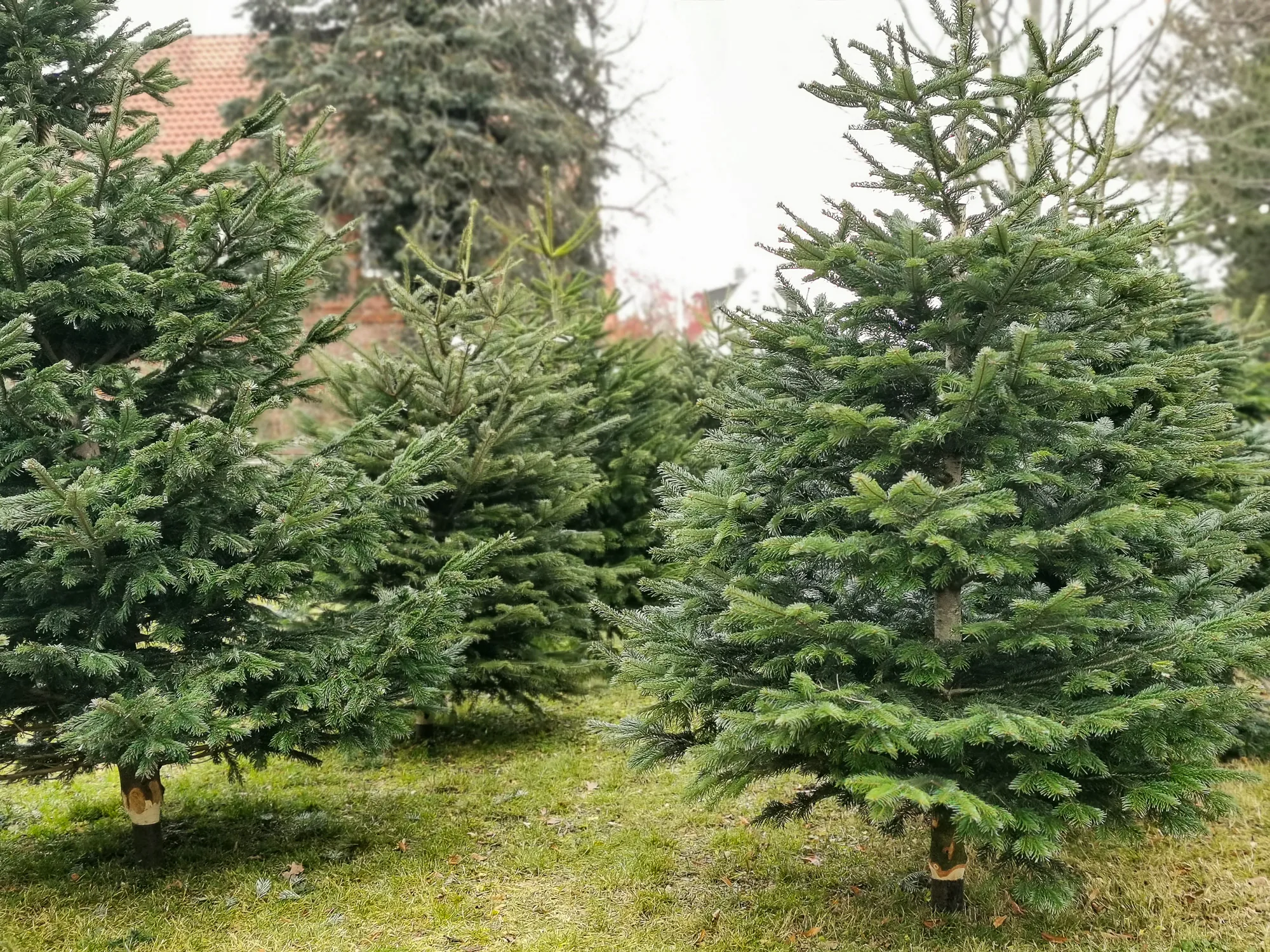 Frei stehende Nordmanntannen im Weihnachtswald in Heeßel
