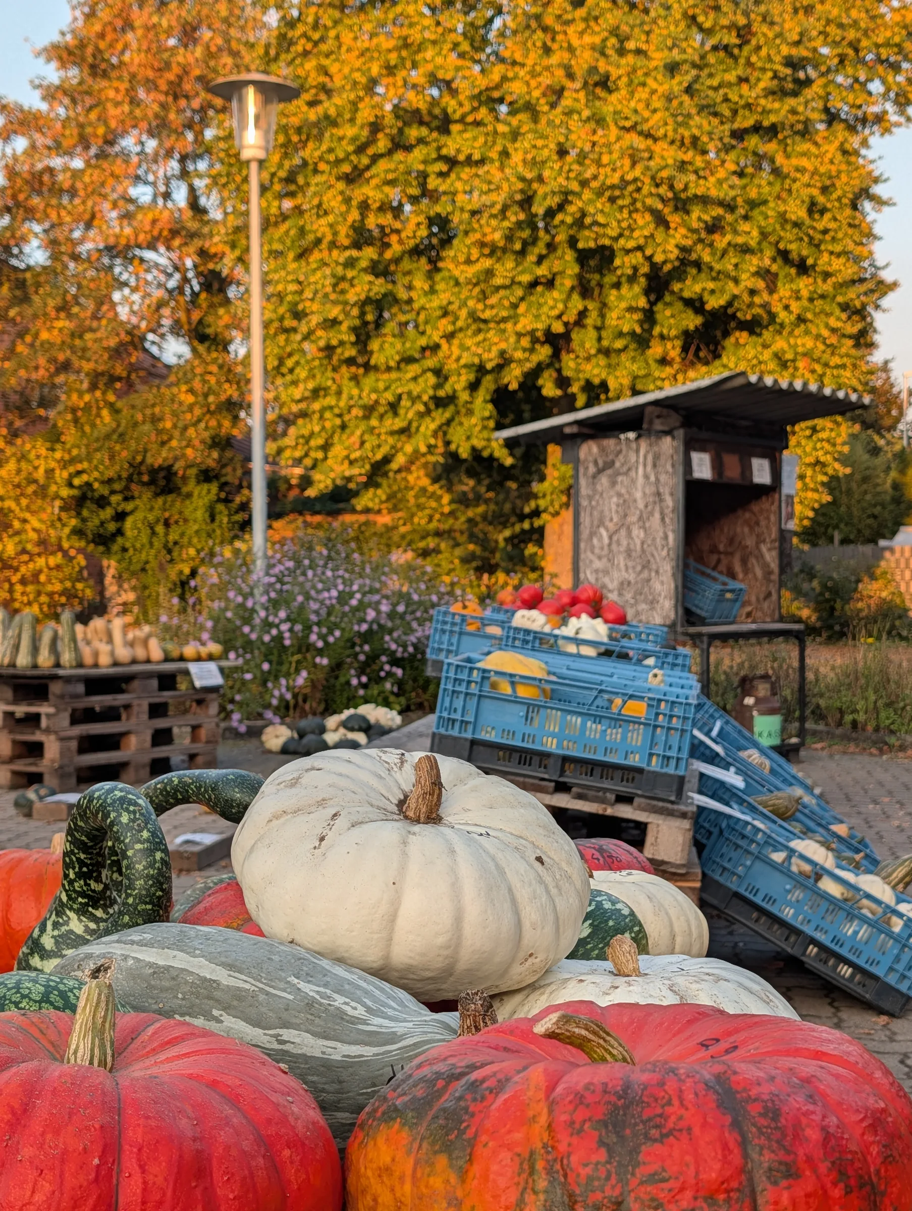 Verkaufsbox der Kartoffelscheune 365 im Herbst, davor große Kürbisse und blaue Kisten